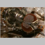 Phaonia sp - Echte Fliege m04b.jpg